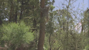 koala with arms outstretched climbs down tree