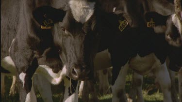 cows looking at camera in field