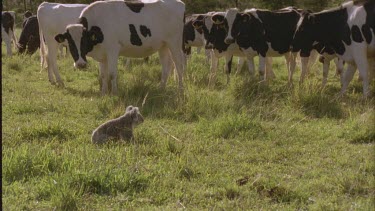 field of cows koala runs off cows chase