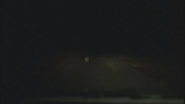 koala on road headlights behind