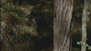 Koala falls in small creek struggles to get out