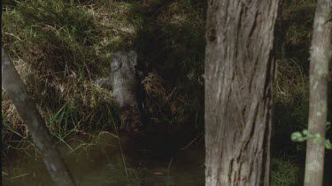 Koala in small creek gets out of water