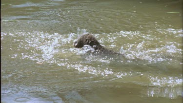 Koala struggles in the water