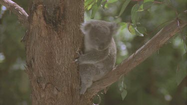 very young koala on branch distressed