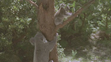 very young koala on branch distressed mother arrives and it crawls on back