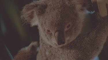 young joey on mothers back- close up of mothers face