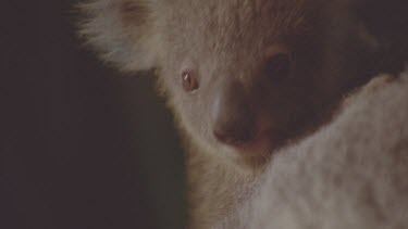 young joey on mothers - close up of mothers face