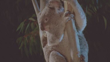 young joey on mothers back mother leaps from bough