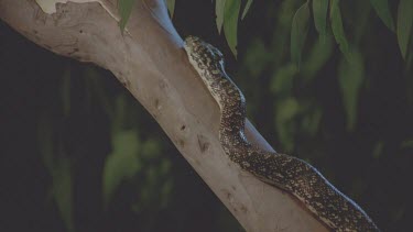 Constrictor slithering up tree trunk