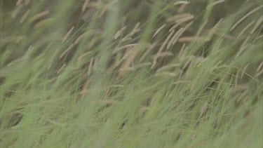 volunteer scientist walking through field