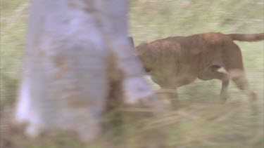 pack of dogs in bush