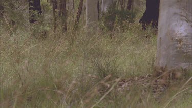 pack of dogs in bush