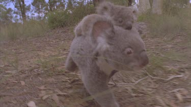 koala and cub walking on ground. Dogs are near.