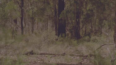 pack of dogs in bush