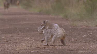 koala and cub on road dogs towards