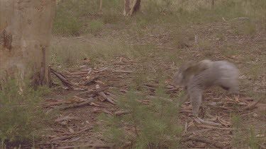 koala and cub climb up tree very quickly away from dogs