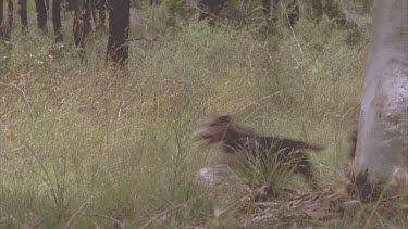 pack of dogs in bush