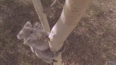 koala and cub climb up tree further to stay away from dogs