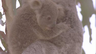 koala and cub in tree very high away from wild dogs