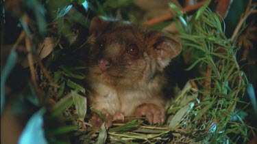 Ringtail Possum