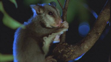 fossicks for food licks the tree branches