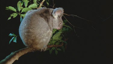 Koala in tree looking down