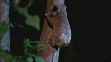 Koala in tree climbing down to ground then it climbs up another tree