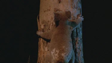 Koala in tree climbing down to ground
