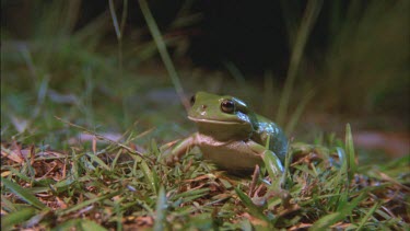 Tree frog on grass then hops out of frame