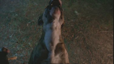 feral dog jumping at tree