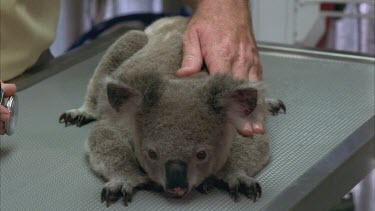 Koala being check by Vet