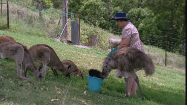 three animals grazing. A Red necked Wallaby, Koala and Emu.