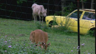 wallaby grazing.