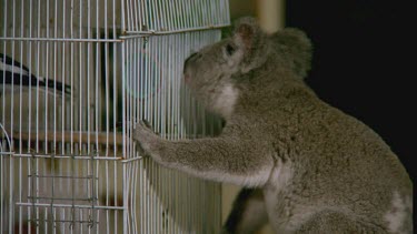 Koala looking at bird cage, sniffs and touches