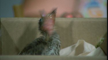 Wildlife Carer feeding baby bird