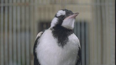 magpie lark in cage