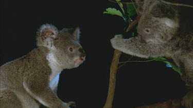 two koalas in tree at night