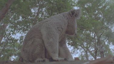 koala sitting idle on ground