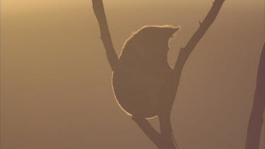 Koala in tree. Sunrise in bg.