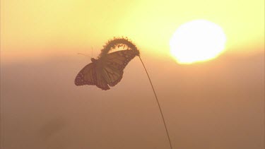 sunrise with butterfly and grass flower in fg