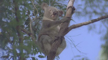 koala in tree