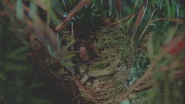 Ringtail Possum pokes head out of nest and back in