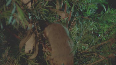 Ringtail Possum goes back to nest
