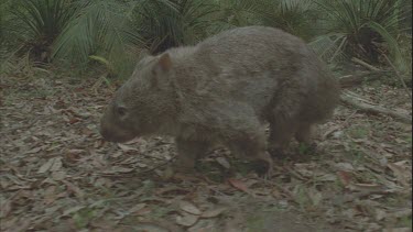 wombat wanders through bush