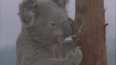 koala in tree eating