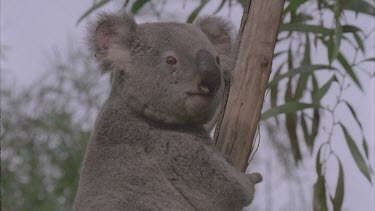 koala in tree