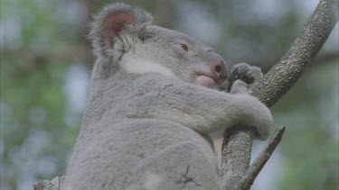 koala in tree