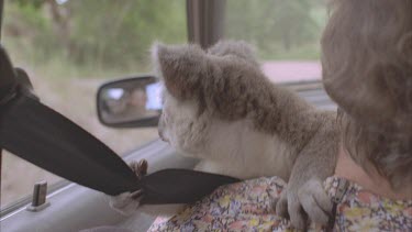 Women sitting in car and holding koala