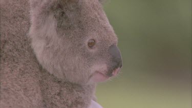 Carer holding koala