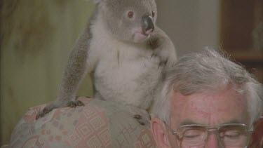 Male reading and koala is climbing around on the chair